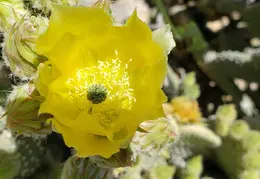 Cactus Flowers 20230420 03