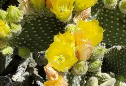 Cactus Flowers 20230420 04
