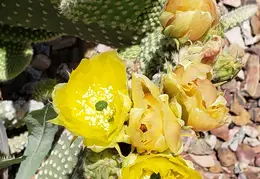 Cactus Flowers 20230420 05