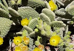 Cactus Flowers 20230420 06