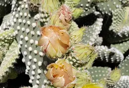 Cactus Flowers 20230420 07