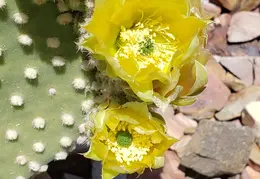 Cactus Flowers 20230420 08