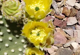Cactus Flowers 20230420 09