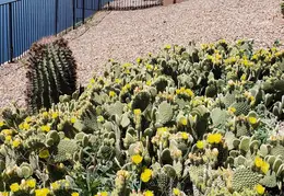 Cactus Flowers 20230420 10