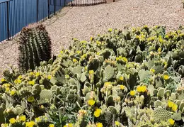 Cactus Flowers 20230420 11