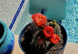 Cactus Flowers 20240409 01