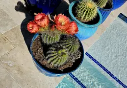 Cactus Flowers 20240409 02