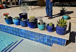 Cactus Flowers 20240409 03