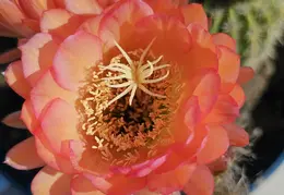 Cactus Flowers 20240409 04