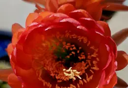 Cactus Flowers 20240409 05