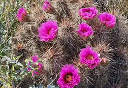 Cactus Flowers 20240409 06