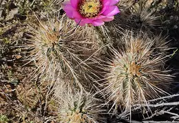 Cactus Flowers 20240409 07