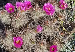 Cactus Flowers 20240409 08