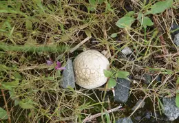 Canal Trail Flowers 2006 09