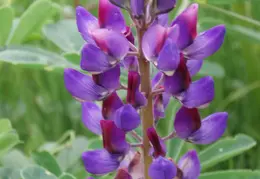 Canal Trail Flowers 2006 10