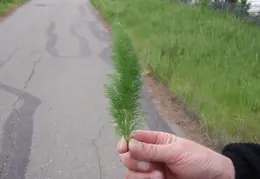 Canal Trail Flowers 2006 14