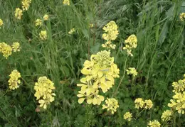 Canal Trail Flowers 2006 19