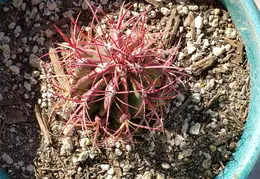 Chandler Backyard Cacti Flowers 20220411 01