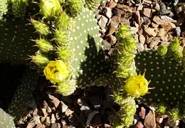 Chandler Backyard Cacti Flowers 20220411 04