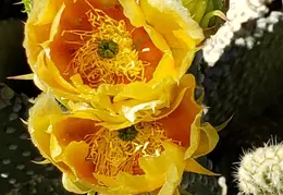 Chandler Backyard Cacti Flowers 20220411 06