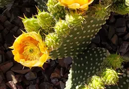 Chandler Backyard Cacti Flowers 20220411 07