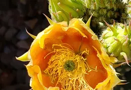 Chandler Backyard Cacti Flowers 20220411 08