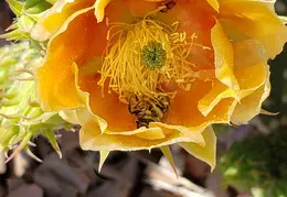 Chandler Backyard Cacti Flowers 20220411 09