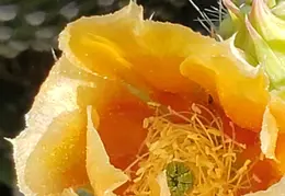 Chandler Backyard Cacti Flowers 20220411 11