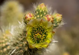 Cholla Cacti Blossoming 20220412 01