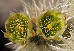 Cholla Cacti Blossoming 20220412 05