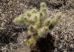 Cholla Cacti Blossoming 20220412 06
