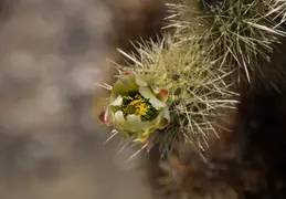 Cholla Cacti Blossoming 20220412 07