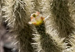 Cholla Cacti Blossoming 20220412 08
