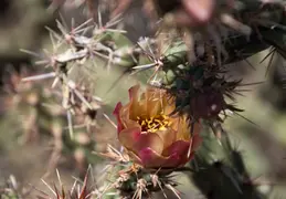 Cholla Cacti Blossoming 20220412 11