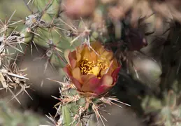 Cholla Cacti Blossoming 20220412 12