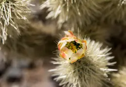 Cholla Cacti Blossoming 20220412 13
