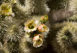 Cholla Cacti Blossoming 20220412 14