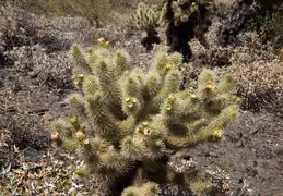 Cholla Cacti Blossoming 20220412 15