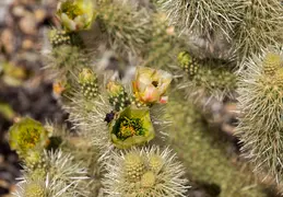 Cholla Cacti Blossoming 20220412 17