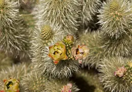 Cholla Cacti Blossoming 20220412 18