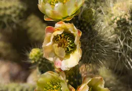 Cholla Cacti Blossoming 20220412 20