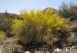 Cholla Cacti Blossoming 20220412 26