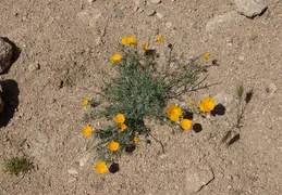 Cholla Cacti Blossoming 20220412 28