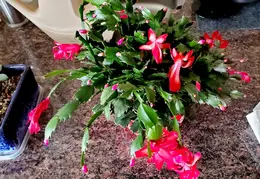 Christmas Cactus 20230115