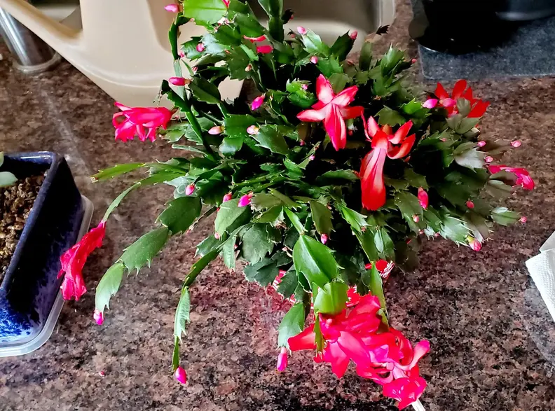 Christmas_Cactus_20230115.webp