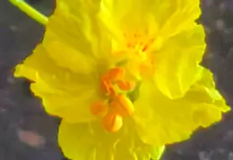 Desert Flowers 20250410 02