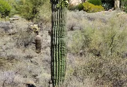 Desert Flowers 20250410 03