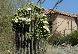 Desert Flowers 20250410 04