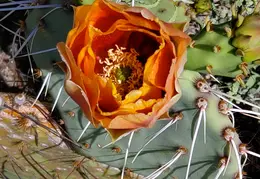 Desert Flowers 20250410 05