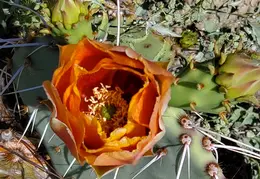 Desert Flowers 20250410 06